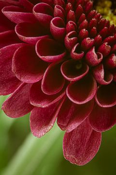 Close-up van rode bloemblaadjes van Marjolijn van den Berg