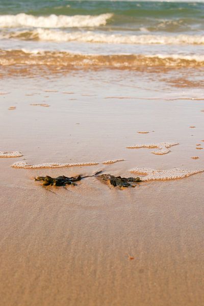 vom Meer angeschwemmter Seetang von Aan Kant