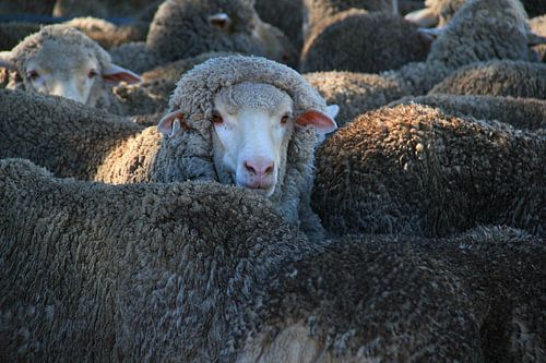 In het midden van de kudde: Schaapskudde in zonlicht