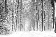 Boslandschap in de sneeuw (zw/wit uivoering) van Francis Dost thumbnail