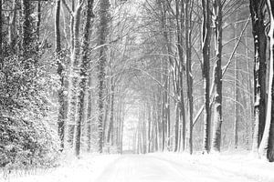 Boslandschap in de sneeuw (zw/wit uivoering) van Francis Dost