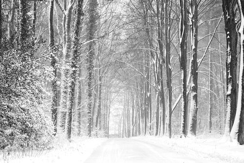 Forest landscape in the snow (black and white version)