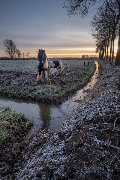 Horse with foal by Moetwil en van Dijk - Fotografie