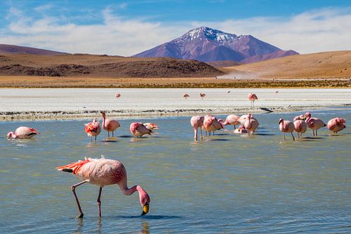 Hedionda lagune in Bolivia met flamingo's