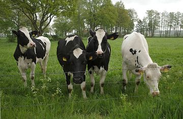 Quatre vaches d'affilée