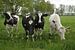Vier Kühe hintereinander von Wieland Teixeira