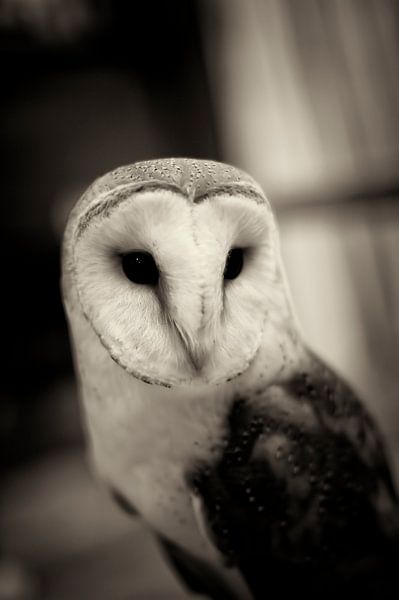 Wisdom by Jarno Stevens