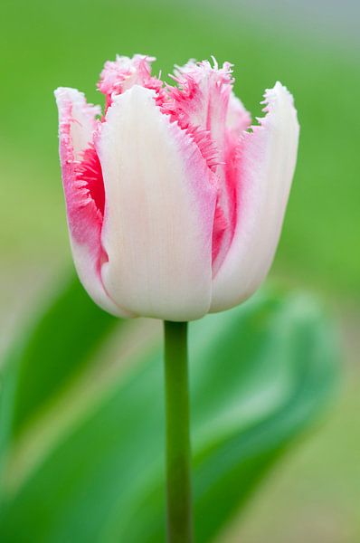 Wit-roze tulp 'Lovers Town' - Keukenhof van Tamara Witjes
