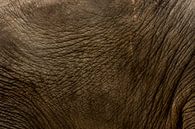 Huid van een olifant par Renate Peppenster Aperçu