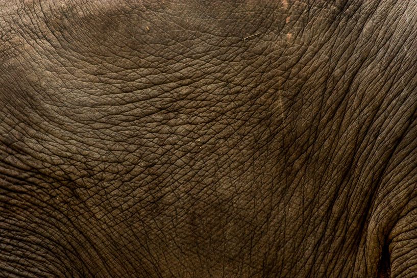 Huid van een olifant par Renate Peppenster