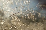 Shimmering dewdrops by Moetwil en van Dijk - Fotografie thumbnail