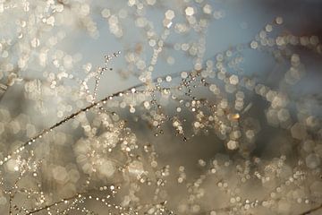 Shimmering dewdrops by Moetwil en van Dijk - Fotografie