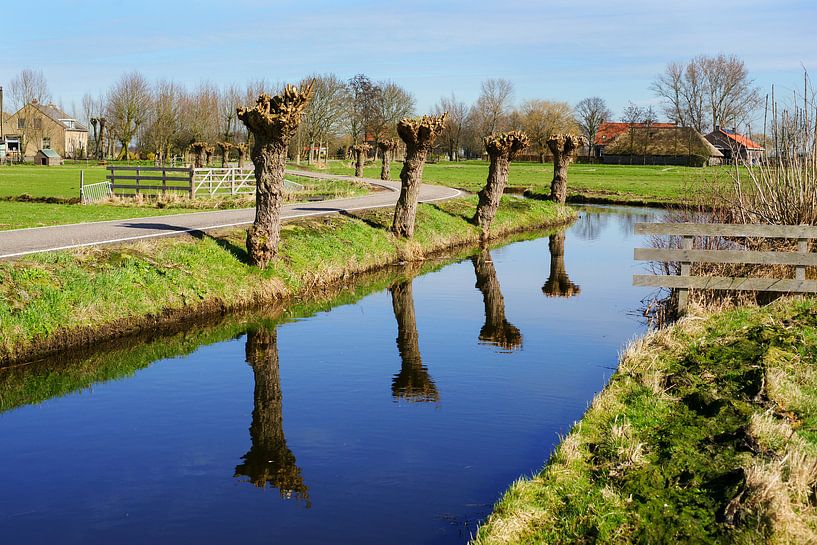 Knotwilgen in Midden Delfland by Alice Berkien-van Mil