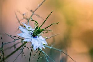 blanc et couleur sur Tania Perneel