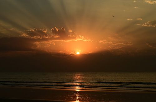 Sonnenuntergang, mit Sonnenharfe und Vogel, in Gambia