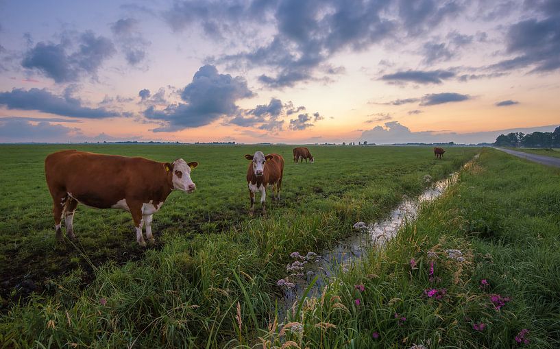 Vaches dans le Polder après le coucher du soleil par Martin Bredewold