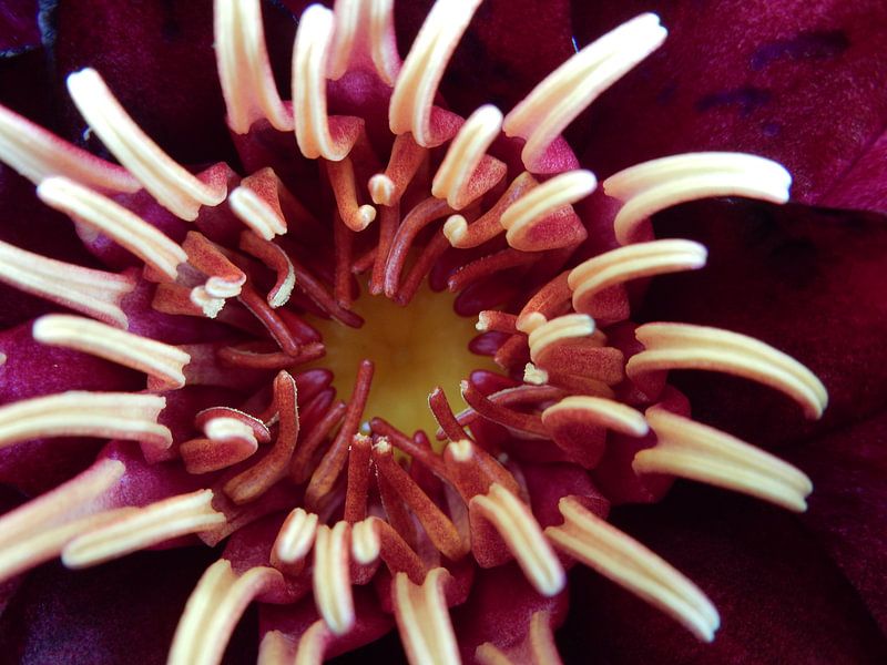 Seerose von Joke te Grotenhuis