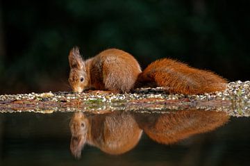 IJdele eekhoorn spiegelt zich in het water. van Ronald Mallant