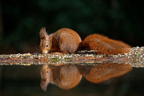 Un écureuil se reflète dans l'eau. sur Ronald Mallant