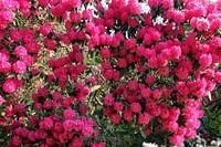 Roze rododendron bloemen