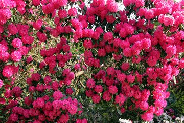 Fleurs de rhododendrons roses sur aidan moran