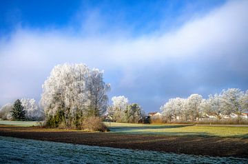 Winterlandschap met een groep bevroren berken van ManfredFotos