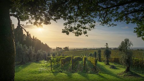 Magische zonsondergang in Bolgheri