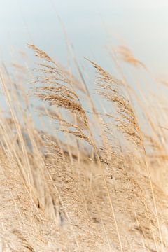 Pluimen in de zachte zon van Marlot Bakker