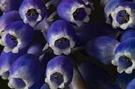 Blaue Trauben von Anne Ponsen Miniaturansicht