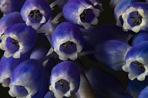 Raisins bleus