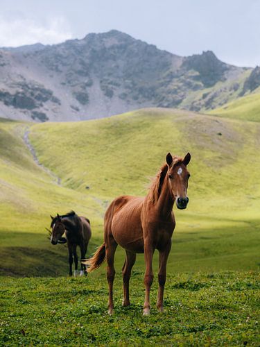 Paarden in de bergen van de Tien Shan