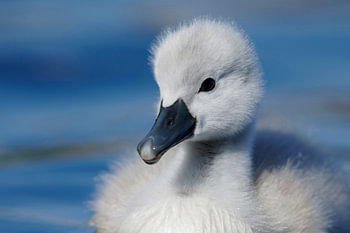Donzy.nl - Junger Schwan - Porträt