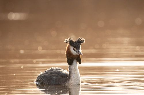 Een fuut in het avondlicht