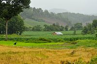 Green fields in Thailand