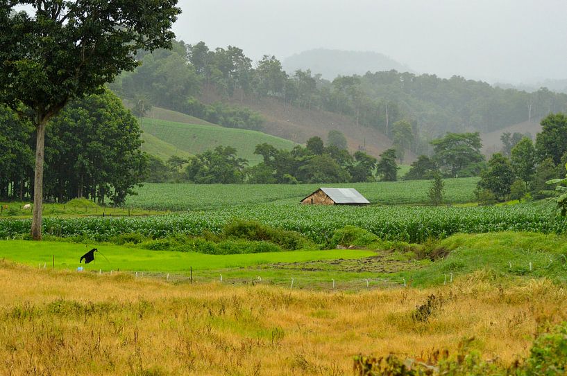 Green fields in Thailand by Ezra Middelburg
