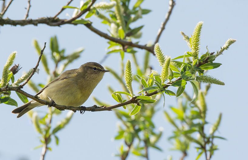Der Zilpzalp von Danny Slijfer Natuurfotografie