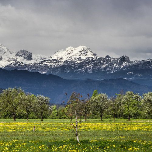 Grüne Wiese mit schneebedeckten Alpen