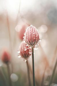 Pastel Nature Macro No 5