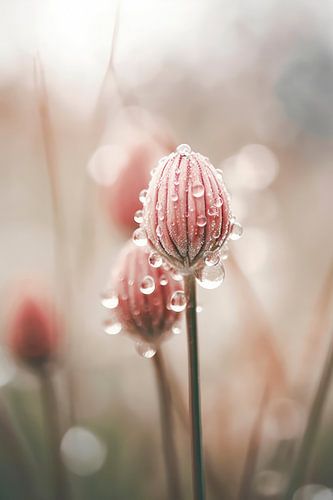 Pastel Nature Macro No 5