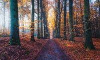 Beauté d'automne par Loris Photography Aperçu