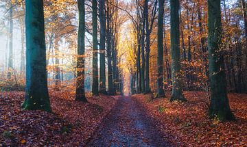 Autumn beauty by Loris Photography