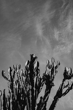 Monochrome Cactus Sky by Bethany Young Photography