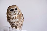 Mexican spotted owl van National Geographic Photo Ark thumbnail
