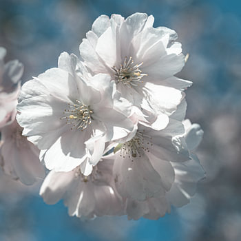 Macro fleur de cerisier blanc au printemps avec bokeh