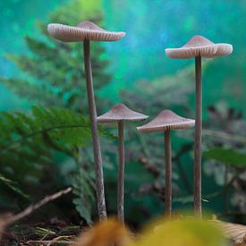 Mycena rosella in Boswachterij Ruinen, Nederland van Ronald Wilfred Jansen