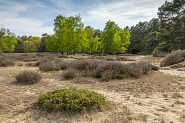 Heathland in Drenthe in spring by Mark den Boer