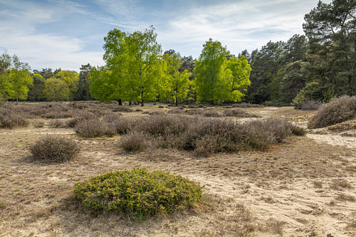 Heide in Drenthe im Frühling