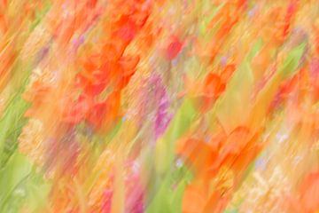 Tulip field abstract
