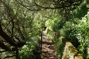 Levada wandelpad in prachtig groen landschap Madeira van Annicky Reijers