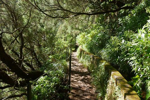 Levada wandelpad in prachtig groen landschap Madeira